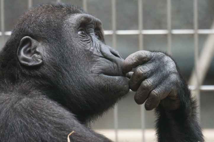 primate-ape-thinking-mimic.jpg